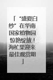 “盛夏白纱”在华南国家植物园惊艳绽放！海杧果迎来最佳观赏期