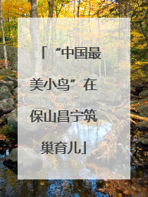 “中国最美小鸟”在保山昌宁筑巢育儿