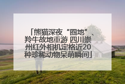 熊猫深夜“圈地”、羚牛故地重游 四川崇州红外相机定格近20种珍稀动物呆萌瞬间
