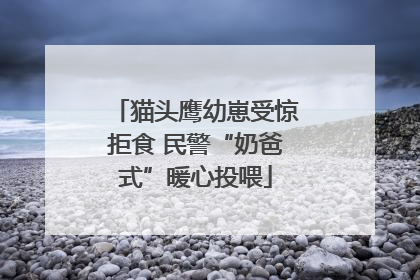 猫头鹰幼崽受惊拒食 民警“奶爸式”暖心投喂
