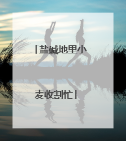 盐碱地里小麦收割忙