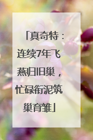 真奇特：连续7年飞燕归旧巢，忙碌衔泥筑巢育雏
