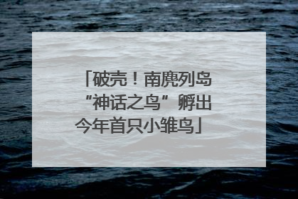 破壳！南麂列岛“神话之鸟”孵出今年首只小雏鸟