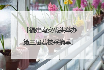 福建南安码头举办第三届荔枝采摘季