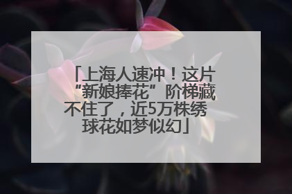 上海人速冲！这片“新娘捧花”阶梯藏不住了，近5万株绣球花如梦似幻