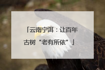 云南宁洱：让百年古树“老有所依”