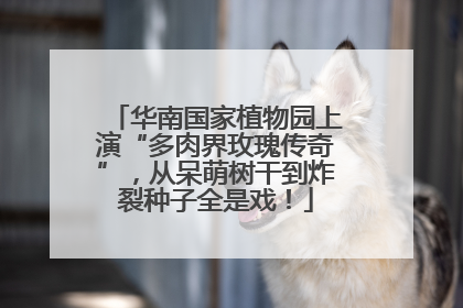 华南国家植物园上演“多肉界玫瑰传奇”，从呆萌树干到炸裂种子全是戏！