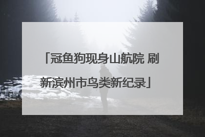 冠鱼狗现身山航院 刷新滨州市鸟类新纪录