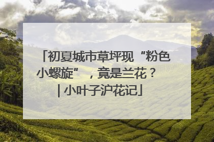 初夏城市草坪现“粉色小螺旋”，竟是兰花？ | 小叶子沪花记