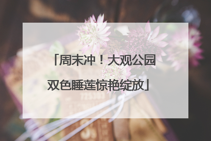 周末冲！大观公园双色睡莲惊艳绽放
