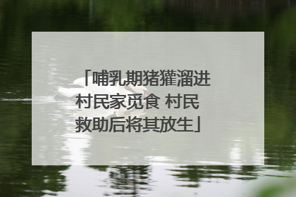 哺乳期猪獾溜进村民家觅食 村民救助后将其放生