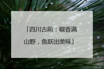 四川古蔺：椒香满山野，鱼跃出美味