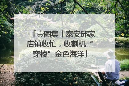 壹图集丨泰安邱家店镇收忙，收割机“穿梭”金色海洋