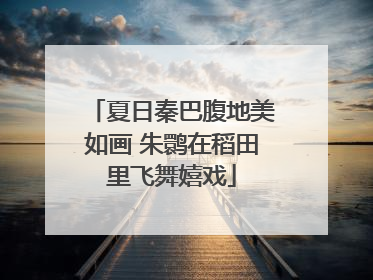 夏日秦巴腹地美如画 朱鹮在稻田里飞舞嬉戏
