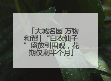 大城名园 万物和谐│“白衣仙子”盛放引围观，花期仅剩半个月