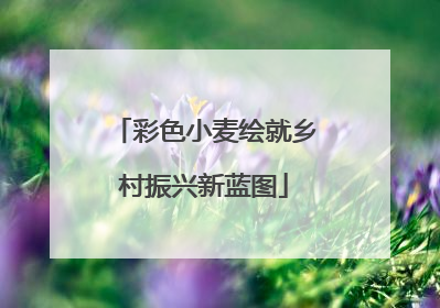 彩色小麦绘就乡村振兴新蓝图