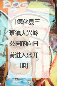 德化县三班镇大兴岭公园的向日葵进入盛开期