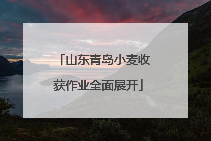 山东青岛小麦收获作业全面展开
