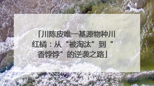 川陈皮唯一基源物种川红橘：从“被淘汰”到“香饽饽”的逆袭之路