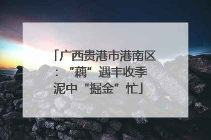 广西贵港市港南区：“藕”遇丰收季 泥中“掘金”忙