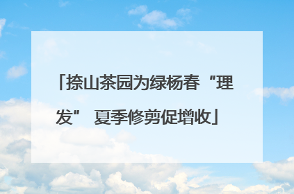 捺山茶园为绿杨春“理发” 夏季修剪促增收