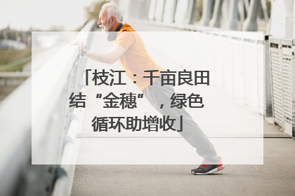 枝江：千亩良田结“金穗”，绿色循环助增收