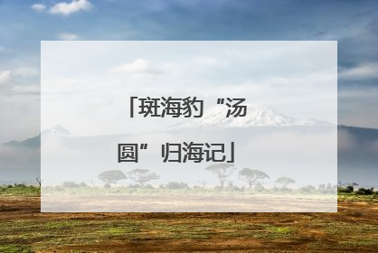 斑海豹“汤圆”归海记