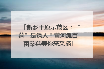 新乡平原示范区：“葚”是诱人！黄河滩百亩桑葚等你来采摘