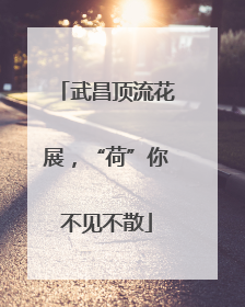 武昌顶流花展，“荷”你不见不散