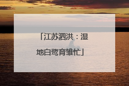 江苏泗洪：湿地白鹭育雏忙