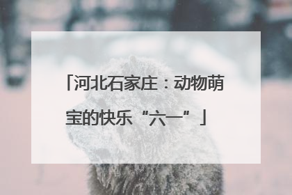 河北石家庄：动物萌宝的快乐“六一”