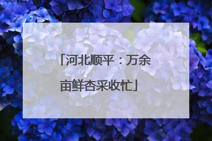 河北顺平：万余亩鲜杏采收忙