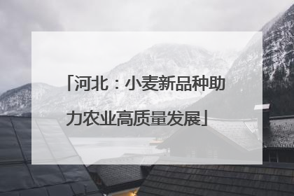 河北：小麦新品种助力农业高质量发展