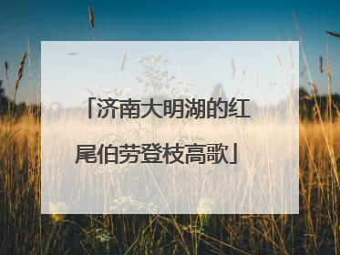 济南大明湖的红尾伯劳登枝高歌
