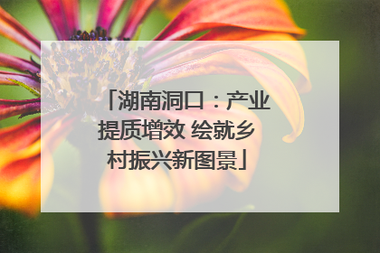 湖南洞口：产业提质增效 绘就乡村振兴新图景