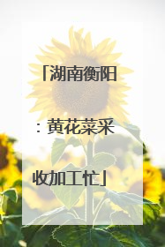 湖南衡阳：黄花菜采收加工忙