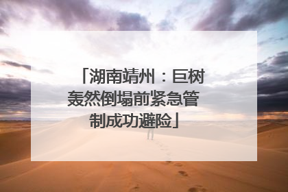 湖南靖州：巨树轰然倒塌前紧急管制成功避险