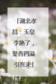湖北孝昌：玉皇李熟了，果香四溢引客来