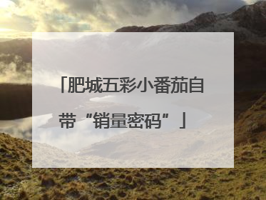 肥城五彩小番茄自带“销量密码”