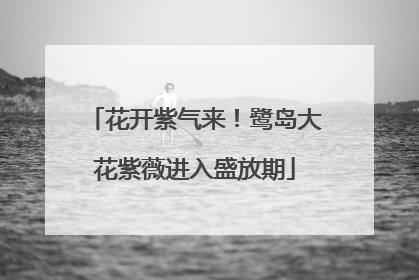 花开紫气来！鹭岛大花紫薇进入盛放期