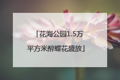 花海公园1.5万平方米醉蝶花盛放