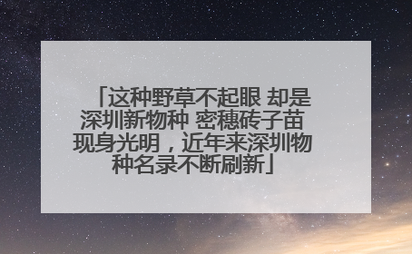 这种野草不起眼 却是深圳新物种 密穗砖子苗现身光明，近年来深圳物种名录不断刷新