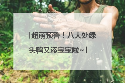 超萌预警！八大处绿头鸭又添宝宝啦~