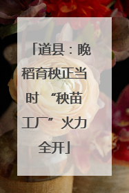 道县：晚稻育秧正当时 “秧苗工厂”火力全开