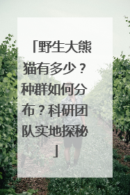 野生大熊猫有多少？种群如何分布？科研团队实地探秘