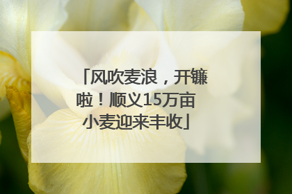 风吹麦浪，开镰啦！顺义15万亩小麦迎来丰收
