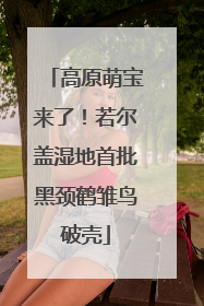 高原萌宝来了！若尔盖湿地首批黑颈鹤雏鸟破壳