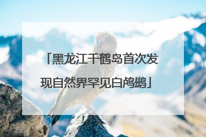 黑龙江千鹤岛首次发现自然界罕见白鸬鹚