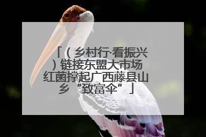 （乡村行·看振兴）链接东盟大市场 红菌撑起广西藤县山乡“致富伞”